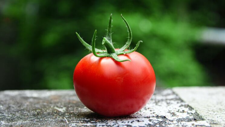 5 Tipps für den Anbau von Tomaten