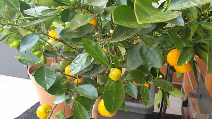 5 Tipps für die richtige Pflege von Citrus-Pflanzen