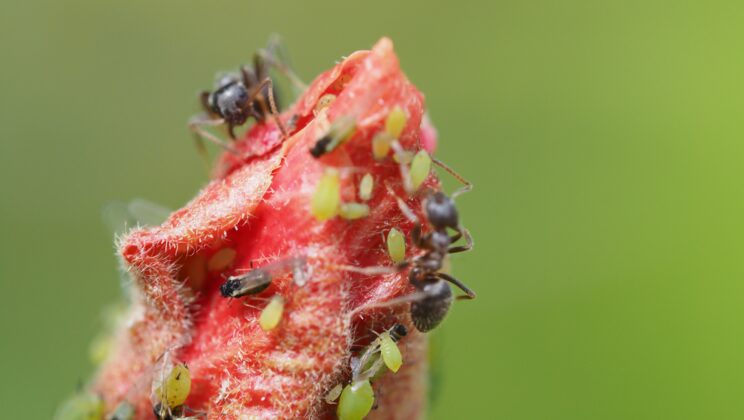 „Schmierseife gegen Blattläuse – Eine natürliche Lösung für deinen Garten